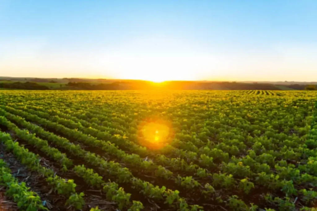 Agribusiness documentation, food safety compliance, and Halal certification support.